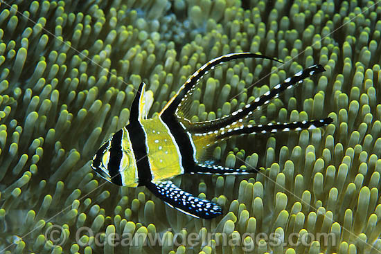 Banggai Cardinalfish photo