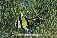 Banggai Cardinalfish Photo - Gary Bell