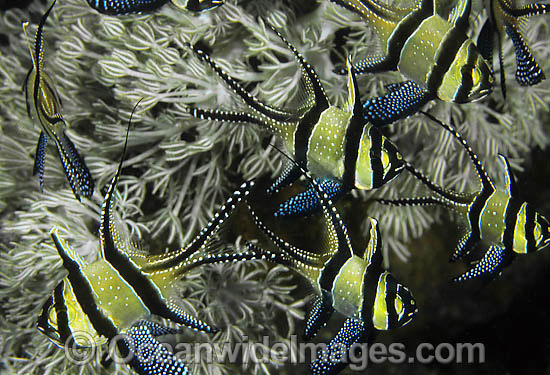 Banggai Cardinalfish photo Banggai Cardinalfish photo