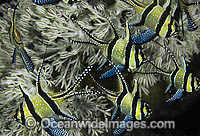 Banggai Cardinalfish Photo - Gary Bell