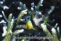 Pyjama Cardinalfish Photo - Gary Bell