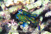 Mandarin-fish courting male and female Photo - Gary Bell