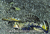 Orange-black Dragonet Dactylopus Kuiteri Photo - Gary Bell