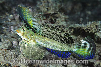 Orange-black Dragonet Dactylopus Kuiteri Photo - Gary Bell