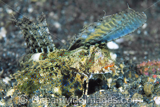 Fingered Dragonet female photo Fingered Dragonet female photo