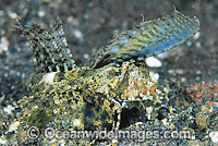 Fingered Dragonet female Photo - Gary Bell