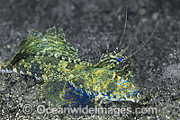 Fingered Dragonet Dactylopus dactylopus male Photo - Gary Bell