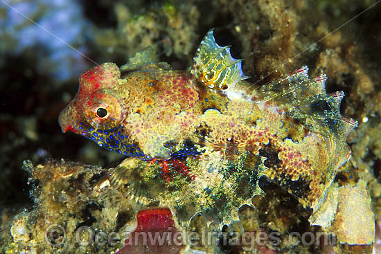 Dragonet Neosynchiropus morrisoni female photo Dragonet Neosynchiropus morrisoni female photo