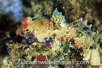 Dragonet Neosynchiropus morrisoni female Photo - Gary Bell
