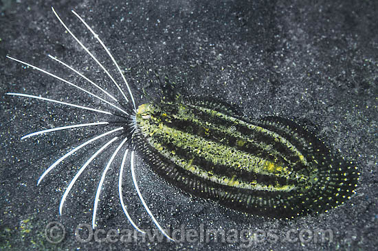 Cockatoo Flounder Samaris cristata photo