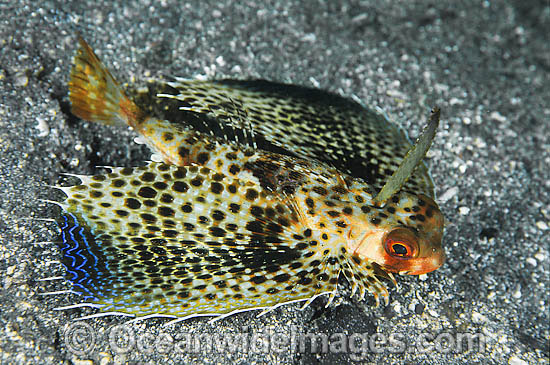 Flying Gurnard Dactyloptena orientalis photo