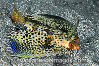 Flying Gurnard Dactyloptena orientalis Photo - Gary Bell