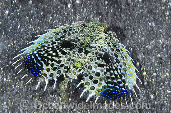 Flying Gurnard Dactyloptena orientalis photo