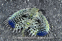 Flying Gurnard Dactyloptena orientalis Photo - Gary Bell