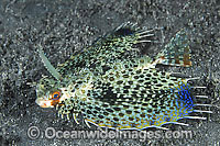 Flying Gurnard Photo - Gary Bell