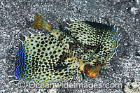 Flying Gurnard Dactyloptena orientalis Photo - Gary Bell