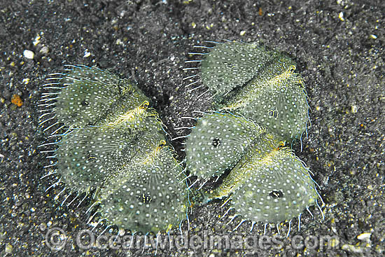 Spiny Flying Gurnard Dactyloptena macracantha photo
