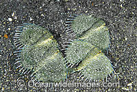 Spiny Flying Gurnard Dactyloptena macracantha Photo - Gary Bell