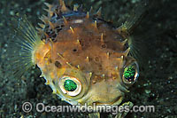 Rounded Porcupinefish Photo - Gary Bell