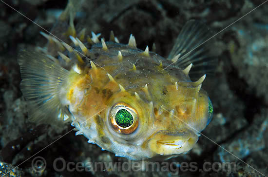 Rounded Porcupinefish photo