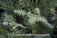 Harlequin Ghost Pipefish Photo - Gary Bell