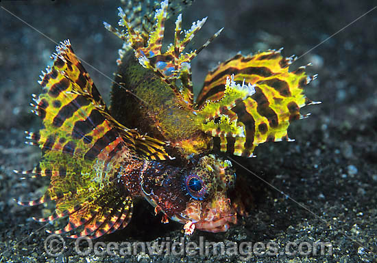 Dwarf Lionfish Dendrochirus brachypterus photo Dwarf Lionfish Dendrochirus brachypterus photo