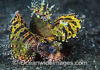 Dwarf Lionfish Dendrochirus brachypterus Photo - Gary Bell