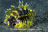 Dwarf Lionfish Dendrochirus brachypterus Photo - Gary Bell