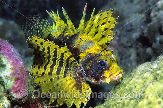 Dwarf Lionfish photo