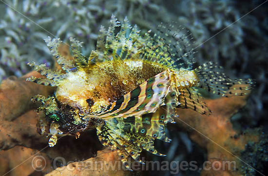 Dwarf Lionfish Dendrochirus brachypterus photo Dwarf Lionfish Dendrochirus brachypterus photo
