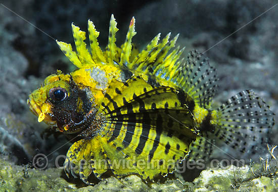 Dwarf Lionfish Yellow colour photo Dwarf Lionfish Yellow colour photo
