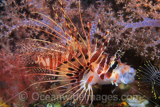Ragged-finned Lionfish Pterois antennata photo Ragged-finned Lionfish Pterois antennata photo