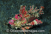 Demon Stinger Scorpionfish Inimicus didactylus Photo - Gary Bell