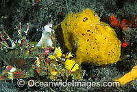 Demon Stinger Scorpionfish Photo - Gary Bell