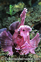Paddle-flap Scorpionfish Rhinopias eschmeyeri Photo - Gary Bell