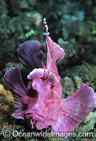Paddle-flap Scorpionfish Photo - Gary Bell