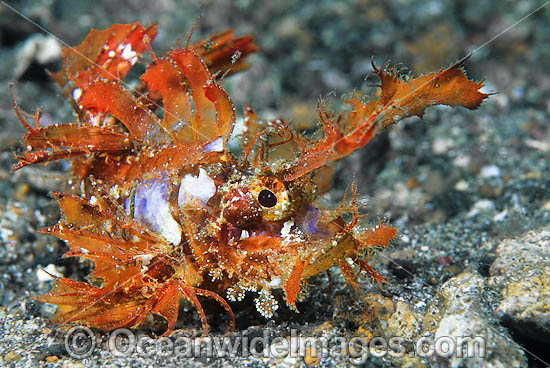 Ambon scorpionfish Pteroidichthys amboinensis photo