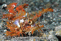 Ambon scorpionfish Pteroidichthys amboinensis Photo - Gary Bell