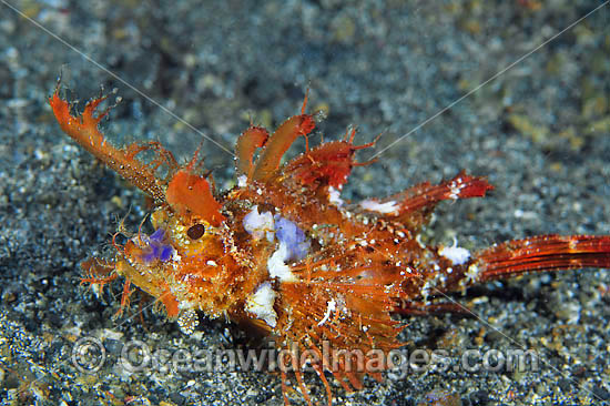 Ambon scorpionfish Pteroidichthys amboinensis photo