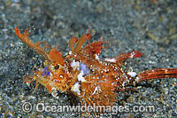 Ambon scorpionfish Pteroidichthys amboinensis Photo - Gary Bell