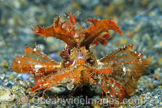Ambon scorpionfish Pteroidichthys amboinensis photo Ambon scorpionfish Pteroidichthys amboinensis photo
