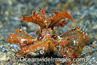 Ambon scorpionfish Pteroidichthys amboinensis Photo - Gary Bell