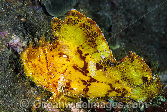 Leaf Scorpionfish yellow phase photo Leaf Scorpionfish yellow phase photo