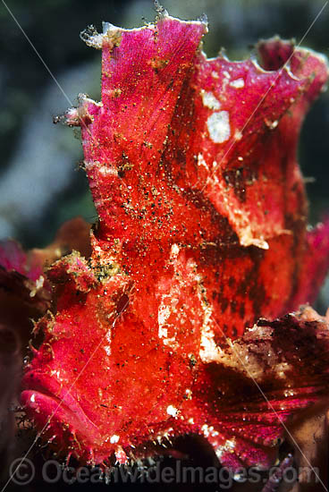 Leaf Scorpionfish pink phase photo