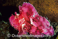 Leaf Scorpionfish pink phase Photo - Gary Bell