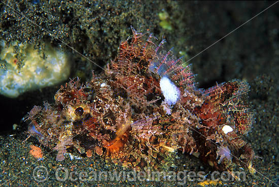 Small-scale Scorpionfish Scorpaenopsis oxycephala photo Small-scale Scorpionfish Scorpaenopsis oxycephala photo