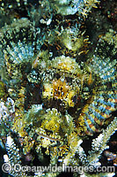 Small-scale Scorpionfish Photo - Gary Bell
