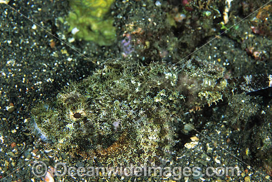 Scorpionfish Scorpaenopsis oxycephala photo Scorpionfish Scorpaenopsis oxycephala photo