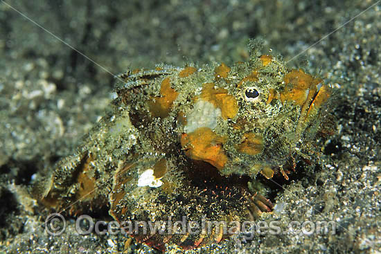 False Stonefish photo False Stonefish photo