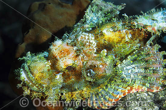 Small-scale Scorpionfish Scorpaenopsis oxycephala photo Small-scale Scorpionfish Scorpaenopsis oxycephala photo